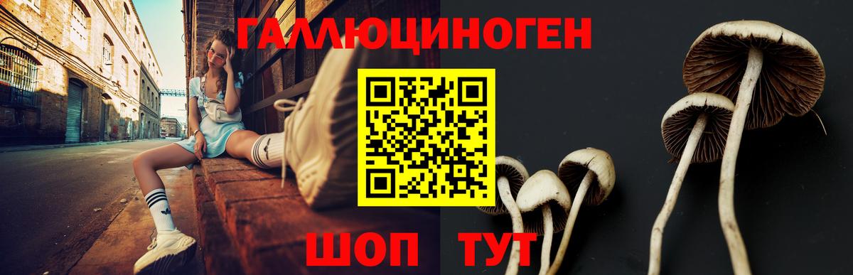 Псилоцибиновые грибы Cubensis Городец